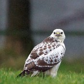 Auf der Wiese